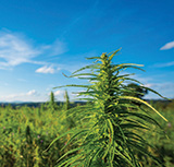 Cannabis Crop