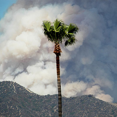Wildfire Wildfire