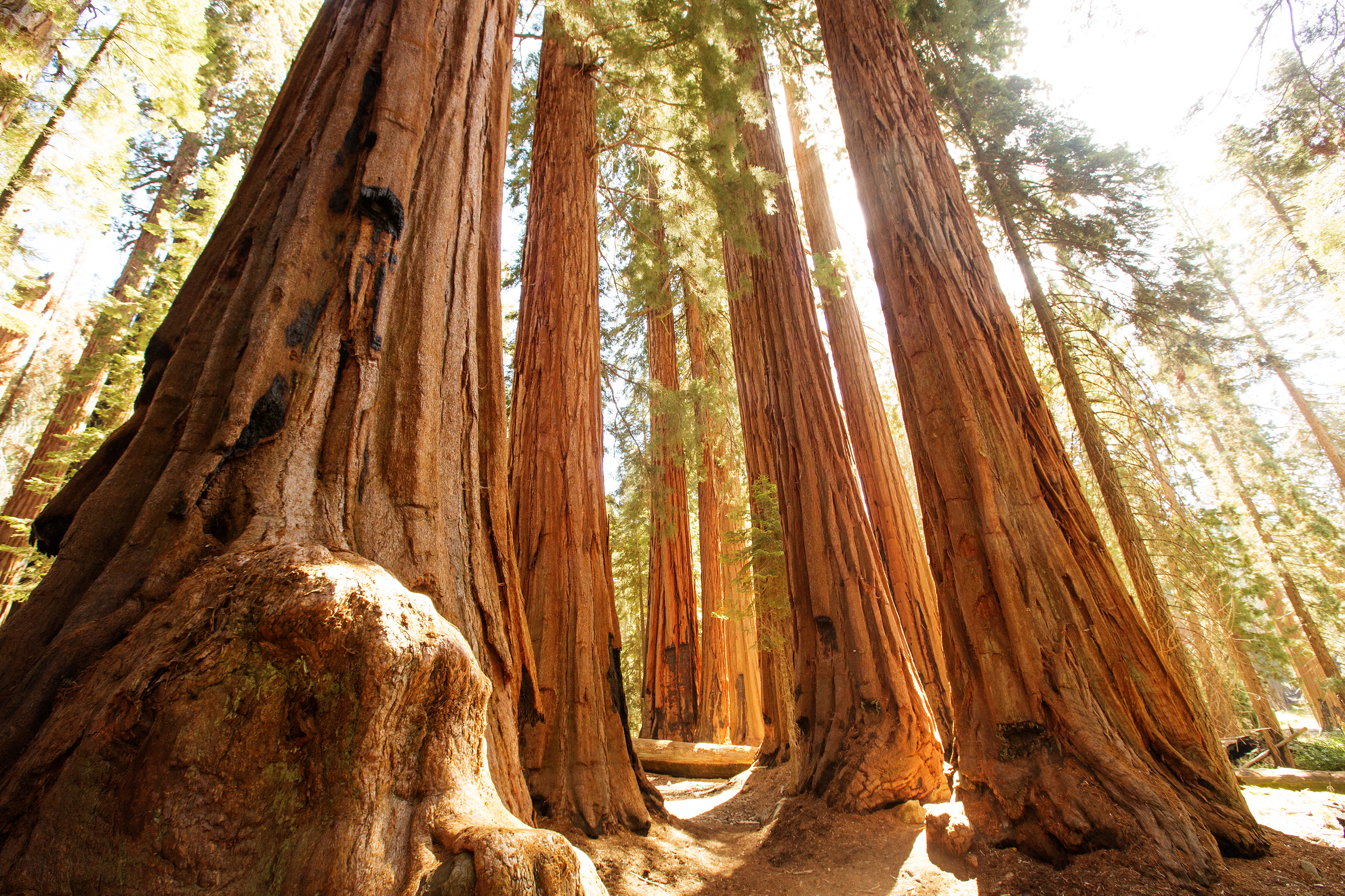 CalSavers Retirement Savings Board